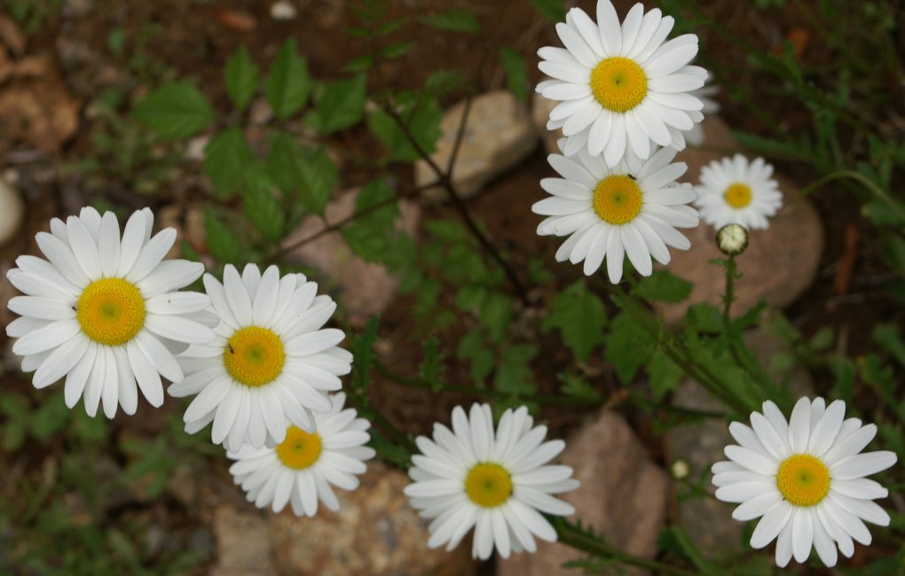 Wildflowers: Week One / Dorcas the Daisy