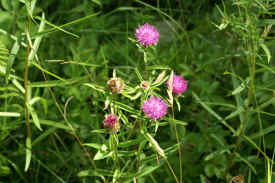 Knapweed Image