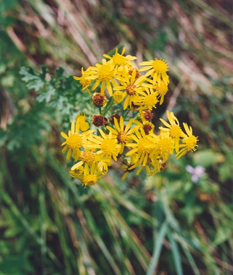 An image of the Ragwort