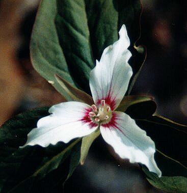 Painted Trillium Image