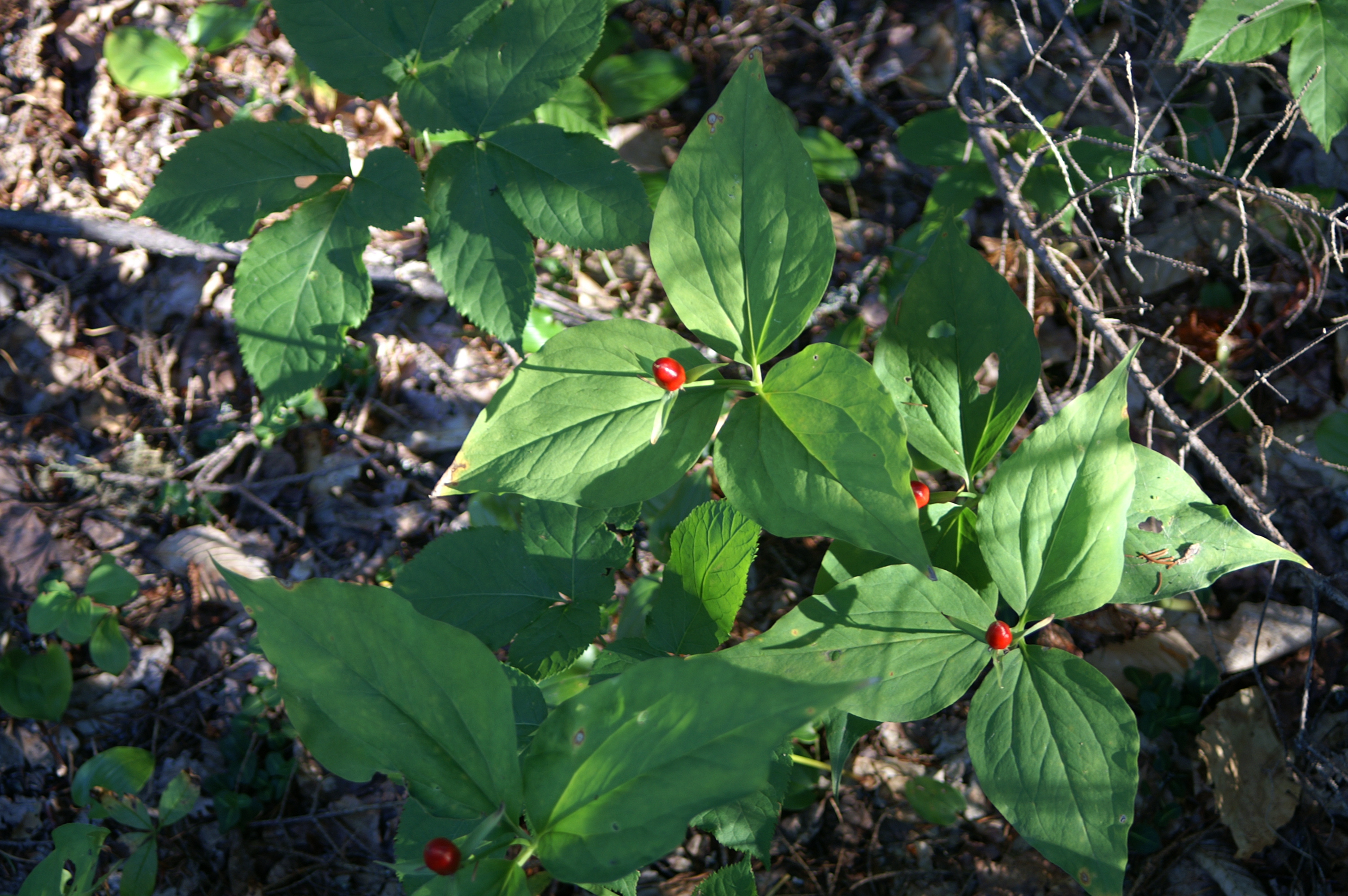 Painted Trillium Image