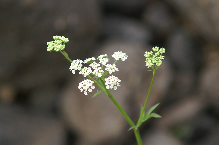 An image of the Cut-leaved Water Hemlock