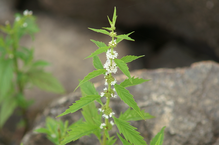 An image of the Cut-leaved Water Horehound