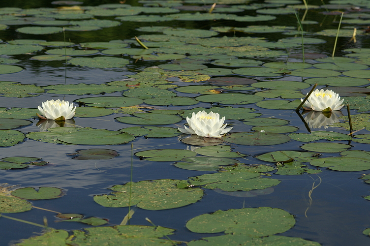 Close up of the Fragrant Water Lily