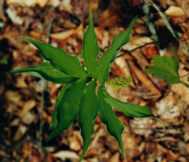 An image of the False Solomon's Seal