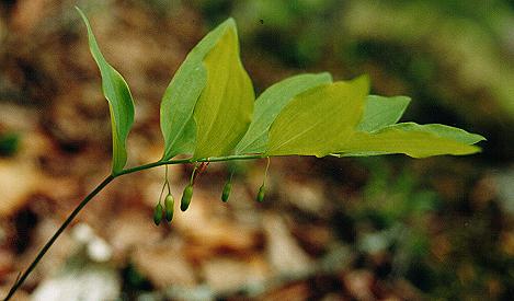 An image of the Solomon's Seal