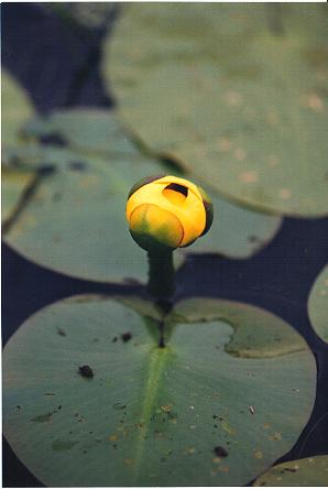 An image of the water lily, bull head